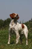 EPAGNEUL BRETON 812
